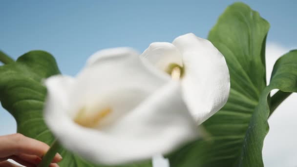 Trzymam Biały Kwiat Calli Dłoni Tle Błękitnego Nieba Pokazuję Blisko — Wideo stockowe