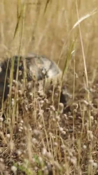 Una Tortuga Está Haciendo Camino Través Hierba Seca Día Soleado — Vídeo de stock