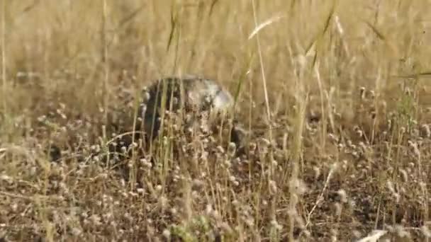 在阳光明媚的日子里 一只乌龟正穿过干枯的草地 — 图库视频影像