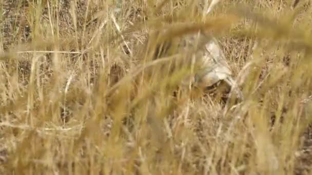 Kamera Kaplumbağayı Uzun Kuru Otların Arasında Koşarken Takip Eder — Stok video