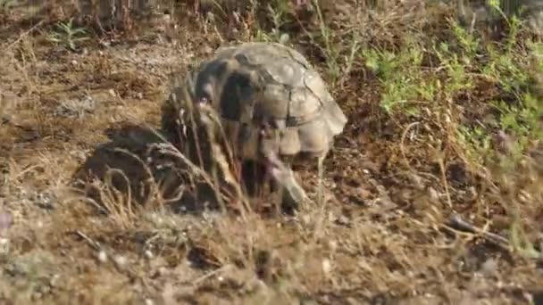 乌龟正穿过干枯的草地和泥土 在阳光的照耀下 从摄像机前跑开 — 图库视频影像