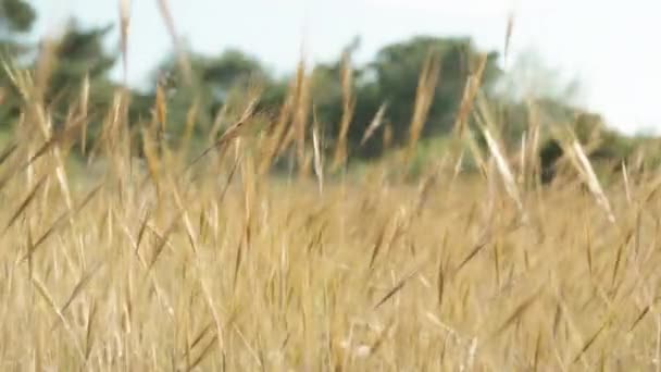 木の背景から風に揺れる小麦畑に似た黄金の乾燥した草の茎 — ストック動画