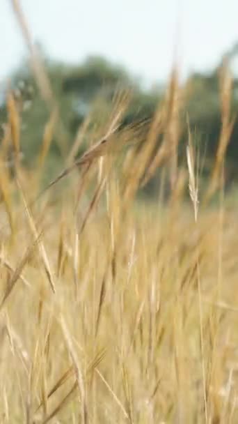 黄金の乾いた草の茎は 木の背景に対して風に揺れている小麦畑に似ています バーティカルビデオ — ストック動画
