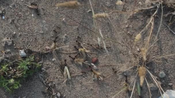 Een Mierenkolonie Heeft Een Pad Vertrapt Door Planten Het Zand — Stockvideo