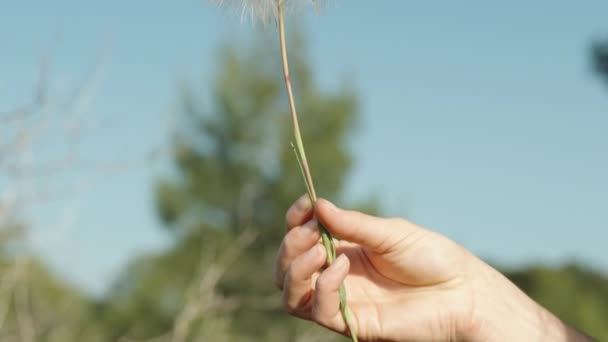 女性は 青い空の背景に対して 彼女の手のふわふわの種子で摘み取られたトラゴパノンの花を保持し 回転させます — ストック動画