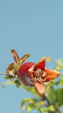 Çalılıktaki nar meyvesinin küçük kırmızı embriyosuna dokunuyorsun, mavi gökyüzünün arkaplanına, yakın plan çekiminde. Dikey video.