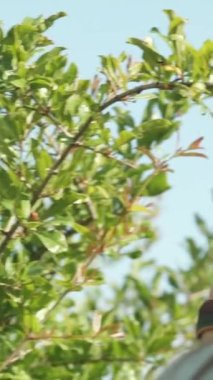 Kadın, arka planda mavi bir gökyüzü olan telefon kamerasıyla çalıların üzerinde küçük kırmızı bir nar meyvesi görüntüsü yakalıyor. Dikey video.