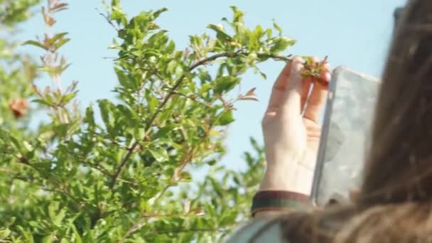 여자는 배경에 그녀의 카메라를 수풀에 과일의 비디오를 — 비디오