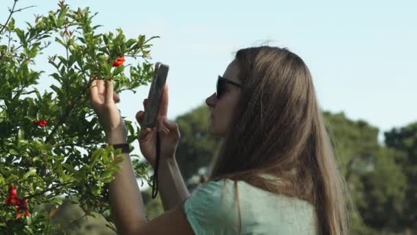 Žena Zkoumá Fotí Malé Červené Granátové Jablko Ovoce Keři Pomocí — Stock video