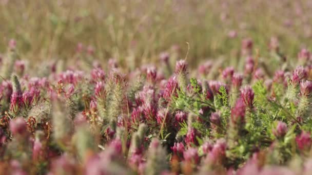 Ett Helt Fält Crimson Klöver Blommor Närbild Panoramautsikt — Stockvideo