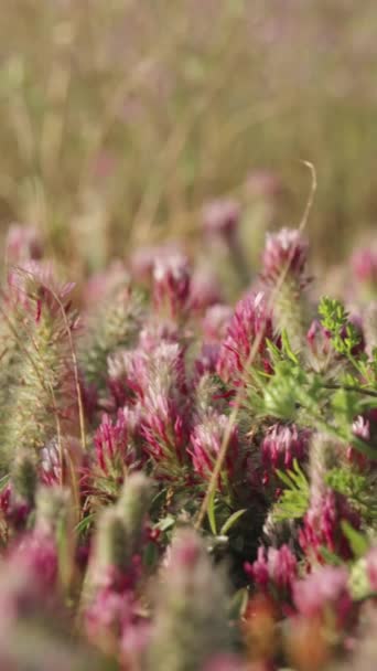 Ett Helt Fält Crimson Klöver Blommor Närbild Panoramautsikt Vertikal Video — Stockvideo