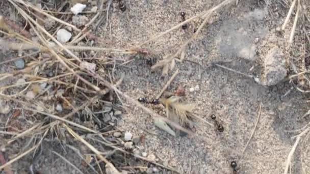 蚂蚁群沿着小路飞奔 把干枯的植被带到它们的蚁丘中 从上往下看 — 图库视频影像