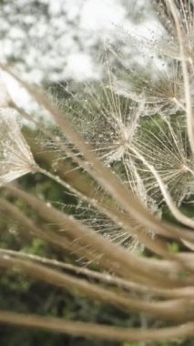 Tohumları uçan paraşütler şeklinde dağılmış olgun bir Tragopogon çiçeği. Dolly Slider aşırı yakın çekim. Dikey video.