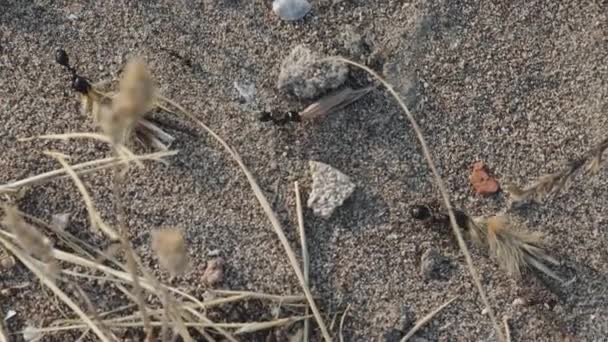 Získejte Jedinečnou Leteckou Perspektivu Mravenců Kteří Pečlivě Přepravují Suché Listí — Stock video