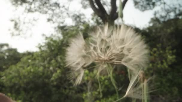 Wyrywam Powietrzu Nasiona Kwiatu Tragopogonu Kropelkach Wody Pokazuję Bliska — Wideo stockowe