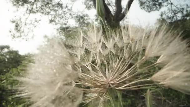 Přináším Zralý Květ Tragopogonu Blíž Kameře — Stock video