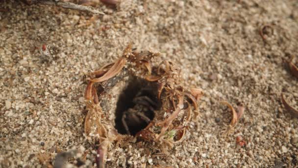 Λαγούμι Μιας Αράχνης Στην Άμμο Αναδύεται Γρήγορα Από Αυτό Ενώ — Αρχείο Βίντεο