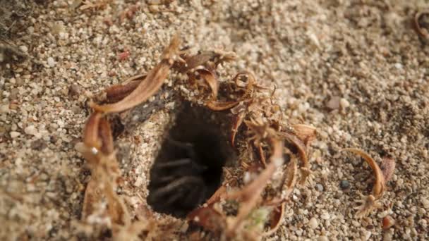 Caméra Approche Lentement Terrier Dans Sable Soudain Une Araignée Échappe — Video