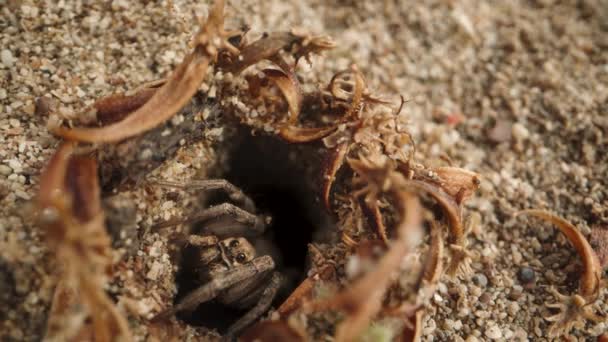 摄像机从沙中的洞穴中移开 在那里一只蜘蛛坐在入口处观察着我们 宏观射门 — 图库视频影像