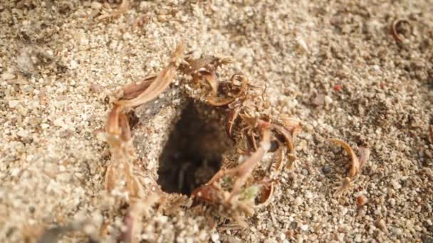 Kamera Blíží Jámě Písku Vynoří Pavouk Dívající Kamery — Stock video