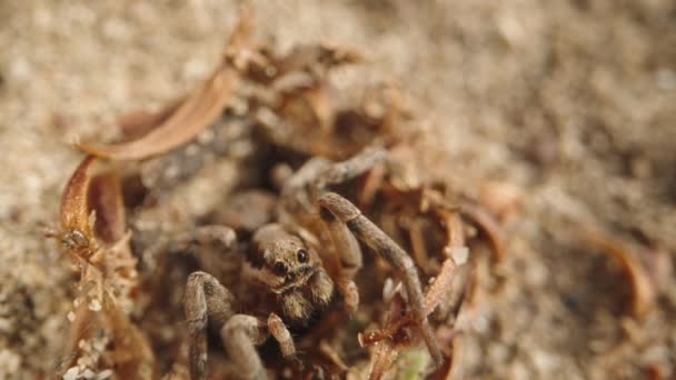 Pavouk Sedí Vchodu Svého Doupěte Písku Dívá Přímo Kamery Makro — Stock video