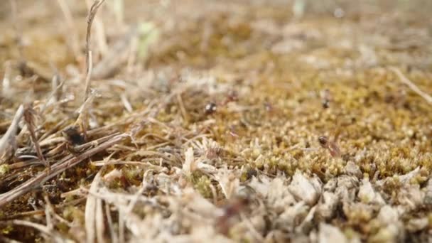 蚂蚁不知疲倦地把干枯的植被带到它们的巢穴里 创造了一条繁茂的生产力之路 — 图库视频影像
