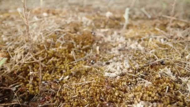 Dzięki Niezwykłej Koordynacji Mrówki Transportują Suchy Materiał Roślinny Swojej Kolonii — Wideo stockowe
