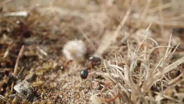 Små Myror Drar Flitigt Torr Växtmaterial Bygga Sitt Med Orubblig — Stockvideo