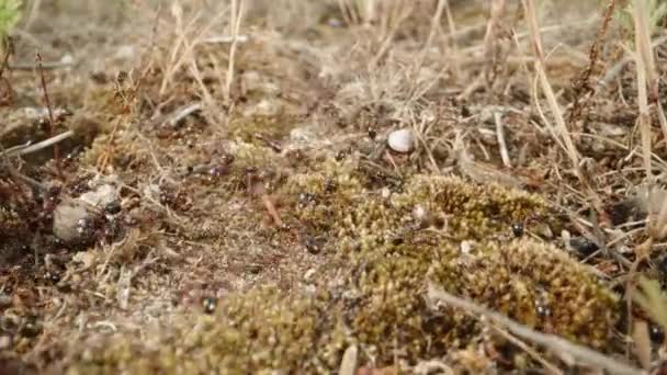 Flitiga Myror Färja Torr Vegetation Kollektiv Insats Som Upprätthåller Deras — Stockvideo