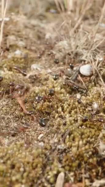 Εργατικά Μυρμήγκια Μεταφέρουν Την Ξηρή Βλάστηση Μια Συλλογική Προσπάθεια Που — Αρχείο Βίντεο