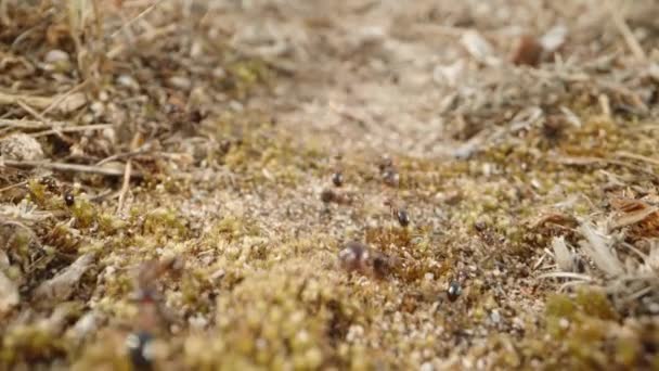 アリのコロニーは 彼らのアンチルに向かって草の道を通って乾燥した植生をたゆまず運びます ドリースライダー極端なクローズアップ — ストック動画