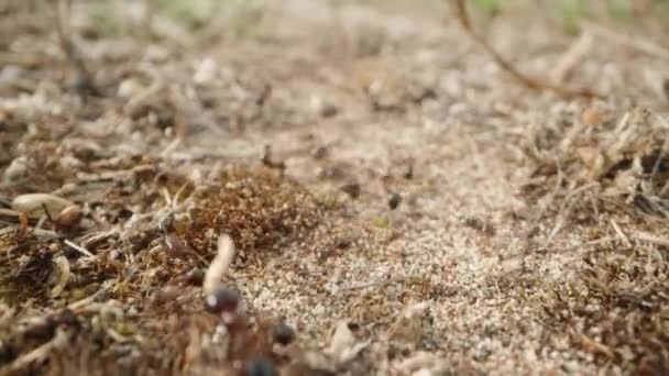 Písčité Stezce Armáda Mravenců Přepravuje Suché Rostliny Jejich Hnízda Neochvějným — Stock video