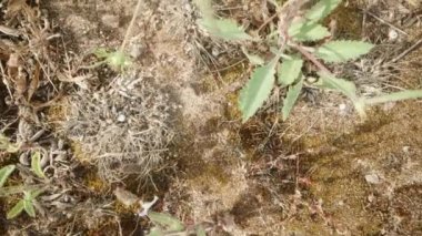 Yukarıdan bakıldığında, kamera çimenlerin üzerinden uçarak karıncaları karınca yuvalarına doğru kuru malzeme taşırken takip ediyor. Makro bebek.