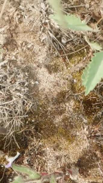 バーティカルビデオ 頂上から見ると カメラは草の中を飛び回り アリを追跡して乾燥した物質を彼らの丘への道に沿って運ぶ マクロ — ストック動画