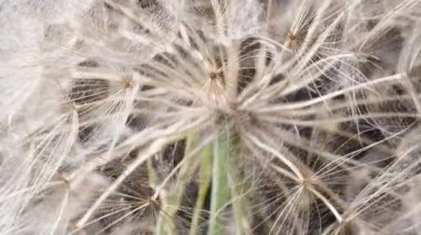 Süper makroda, karahindiba kabarıklığı, Tragopogon tohumları dairesel bir hareketle dönüyorlar..