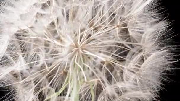 Las Semillas Blancas Forman Penacho Circular Sobre Flor Tragopogon Girando — Vídeos de Stock