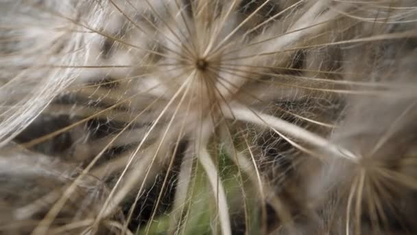 Macro Zoom Una Semilla Esponjosa Madura Flor Tragopogon Sobre Fondo — Vídeos de Stock