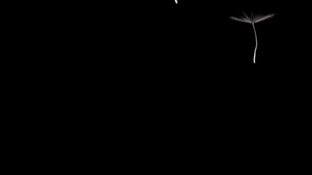 Семена Одуванчиков Напоминающие Крошечные Зонтики Изящно Плавают Опускаются Замедленной Съемке — стоковое видео