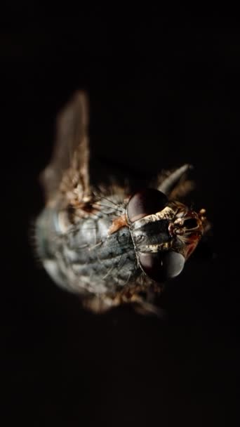 Die Fliege Sieht Mich Dreht Sich Und Fällt Nach Unten — Stockvideo