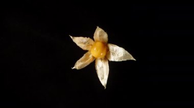 Tamamen açılmış bir Physalis, içinde turuncu bir böğürtlen var, siyah bir arka planda dönüyor. Makro çekim, izole edilmiş.