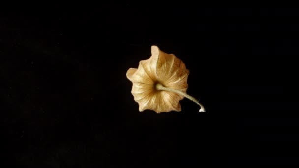 Physalis Bitkisinin Meyvesi Yukarıdan Görülen Siyah Bir Arka Planda Döner — Stok video