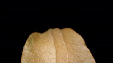 Düşme taklidi, konsept. Bir Physalis 'in yan görünüşü, Çin fenerine benzeyen, siyah bir arka planda dönen. Makro yakınlaştırma.