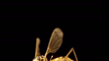 Siyah arka planda altın bir eşekarısı, makro zoom, kaydırma vuruşu.