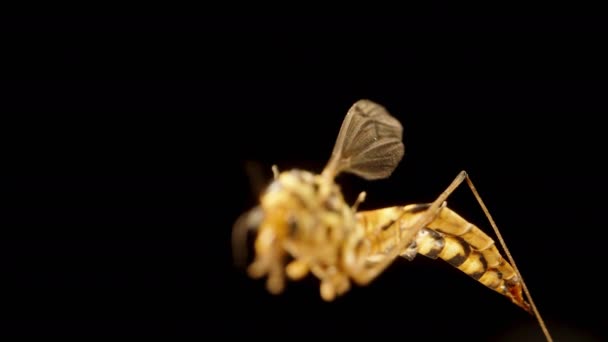 黑色背景上的黄蜂 相机的焦点转移到前景 宏观拍摄 — 图库视频影像