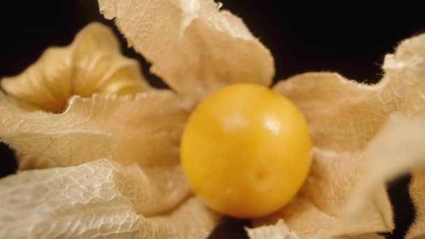 Physalis Postaci Chińskich Latarni Aparat Przesuwa Się Przez Swoje Owoce — Wideo stockowe