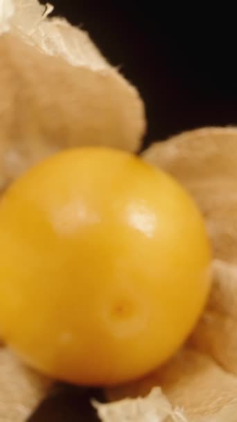Physalis Form Chinesischer Laternen Die Kamera Gleitet Durch Ihre Früchte — Stockvideo