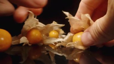 Turuncu Physalis böğürtlenlerinin kabuğunu tek tek soyuyorum. Yakın plan..