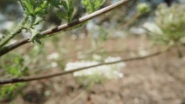 Kamera Güneşli Bir Ormandaki Beyaz Çiçeklerin Arasında Süzülüyor Dolly Kaydırıcı — Stok video