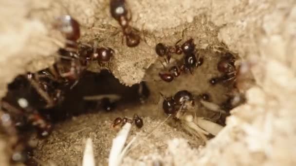 蚂蚁们正忙于在它们家的入口附近挖掘 在沙地下挖掘 并把干枯的枝条带进屋里 — 图库视频影像