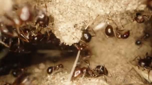 Cámara Centra Las Hormigas Entrada Del Hormiguero Mientras Miran Capturando — Vídeos de Stock